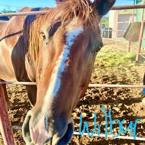 Horse named Wilbur receiving feeding and care during a pet sitting visit in Glendale Arizona