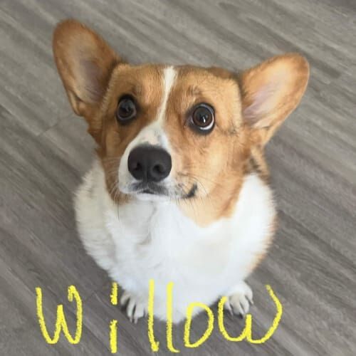 Corgi named Willow receiving in-home pet sitting care in Litchfield Park Arizona