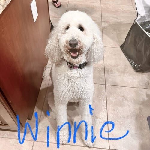 Labradoodle named Winnie working on doorbell desensitization and boundary training in Phoenix Arizona