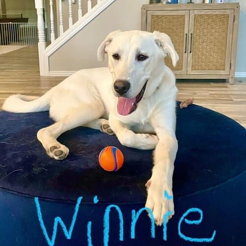 Yellow lab mix named Winnie receiving in-home pet sitting midday drop in visits in Arrowhead Ranch Glendale Arizona