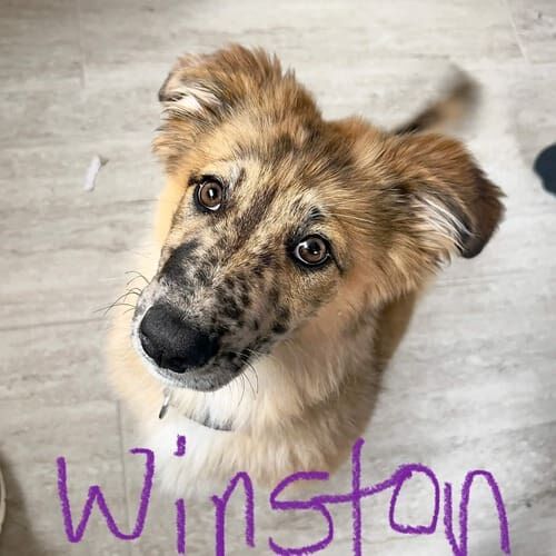 Mixed breed dog named Winston practicing obedience training at home in Glendale Arizona