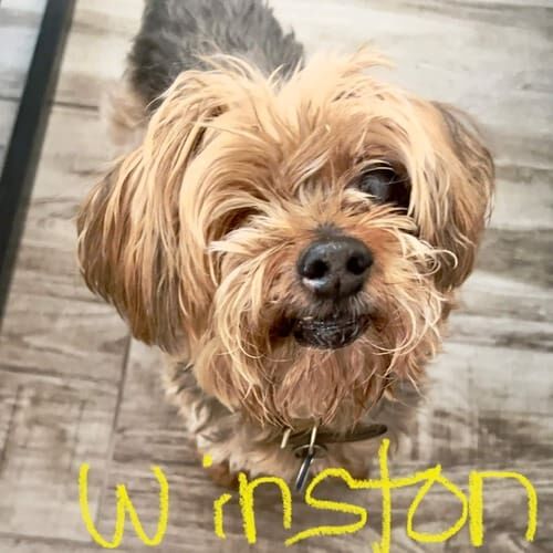 Dog named Winston receiving special needs in-home pet sitting care in Glendale Arizona