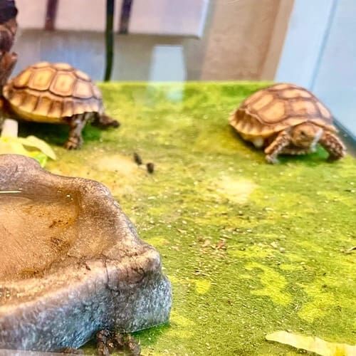 Baby tortoise during an in-home pet sitting visit in Glendale Arizona