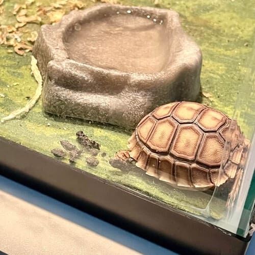 Baby turtle during an in-home pet sitting visit in Phoenix Arizona