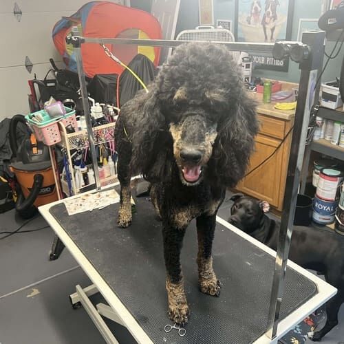 Standard Poodle named Beethoven receiving a bath and brush out grooming service in Glendale Arizona.