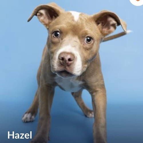 Pitbull foster puppy named Hazel's ready for adoption photo through the Arizona Humane Soceity.