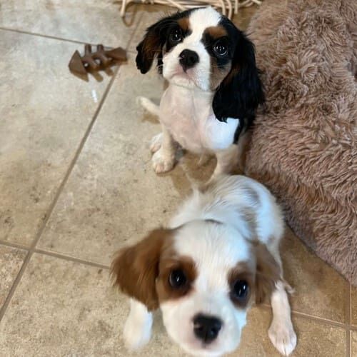 Two new puppies receive 24 hour in-home pet sitting care in Peoria, AZ.