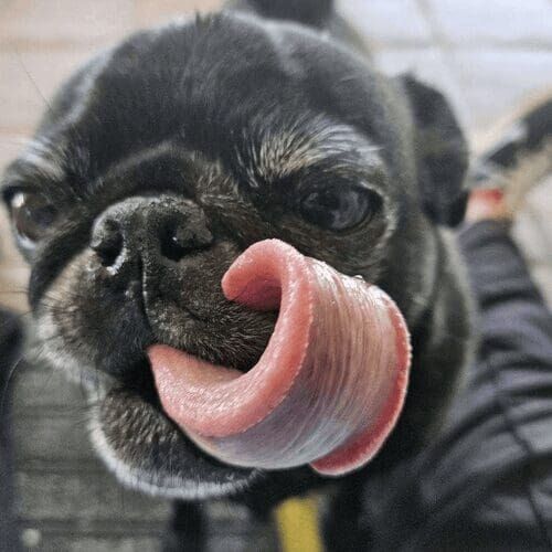 Close up of a black pugs face licking her muzzle after a tasty treat