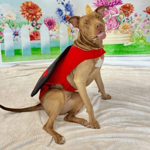 Dog posing for holiday pet photoshoot with themed props