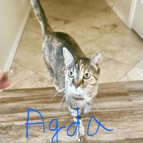 Grey cat named Agda prowls and inspects the house during a pet sitting visit in Glendale Arizona