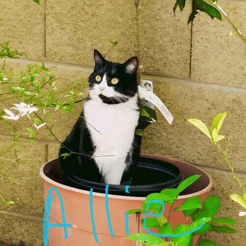 Tuxedo cat named Allie showing her silly personality during a pet sitting visit in Phoenix Arizona