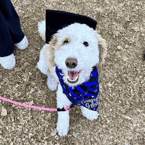 Angel the aussie doodle showed off her obedience and manners learned during the ACK S.T.A.R. puppy group training class with FurBabies & Friends in Peoria, AZ.