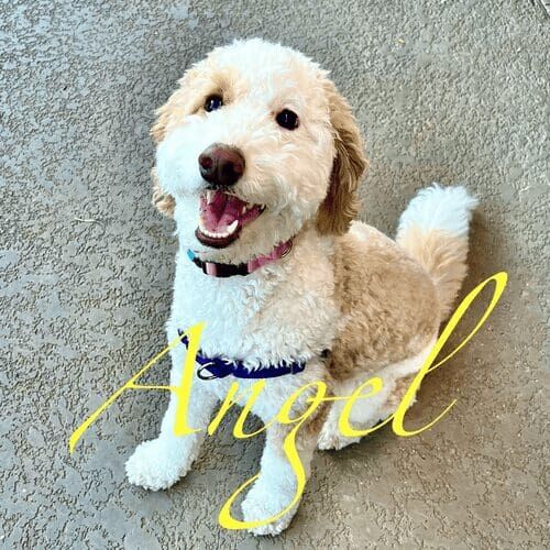 Aussiedoodle puppy named Angel learning to drop stolen items during an in-home session in Peoria Arizona
