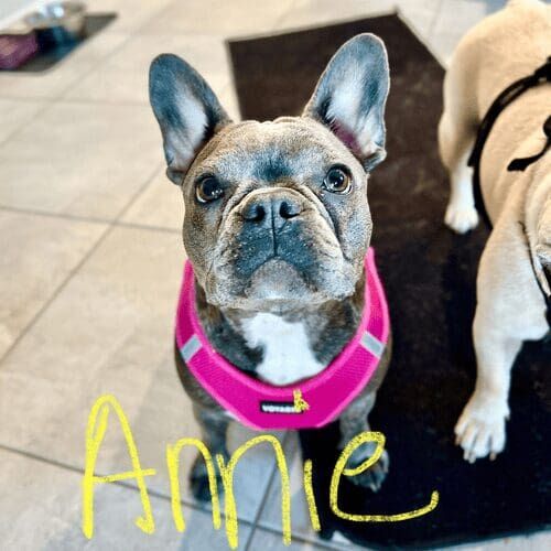 French bulldog named Annie participating in intermediate group dog training class in Peoria Arizona