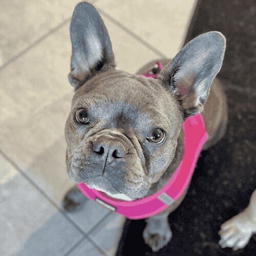 Annie the French Bulldog excelled during her puppy day training and obedience programs in Peoria, AZ.