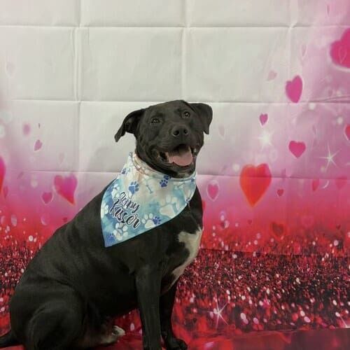 Dog posing during holiday themed pet photography session