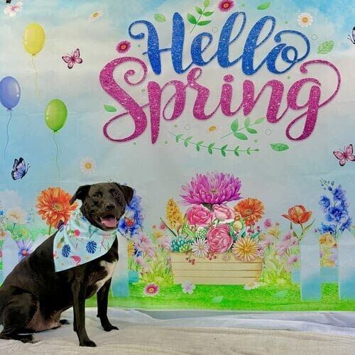 Dog posing for holiday pet photoshoot with themed props