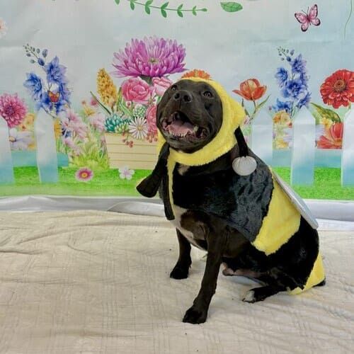 Dog posing for holiday pet photoshoot with themed props
