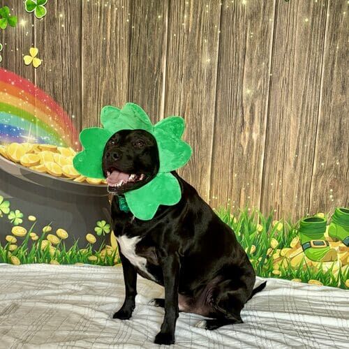 Dog wearing St Patrick’s Day costume during themed photoshoot