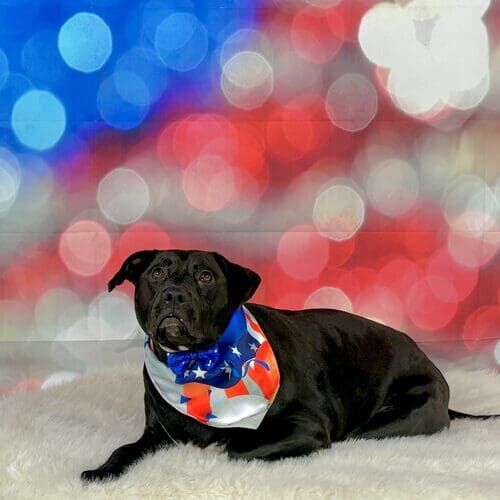 Seasonal mini pet photoshoot for dogs in Glendale Arizona