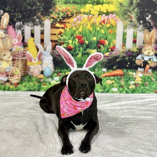 Seasonal mini pet photoshoot for dogs in Glendale Arizona