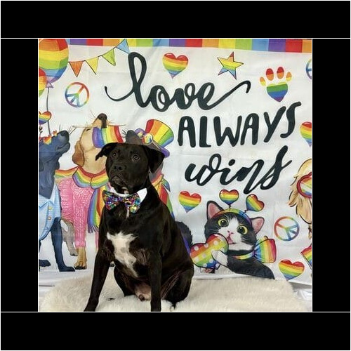 Dog posing for holiday pet photoshoot with themed props