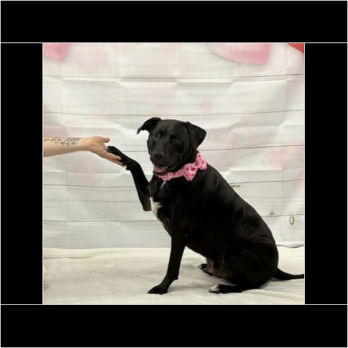 Professional dog photography capturing personality and holiday moments