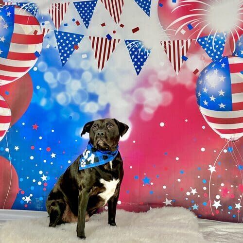 Dog posing during holiday themed pet photography session