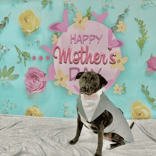 Dog wearing tuxedo during Mother’s Day photoshoot