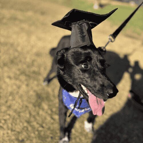 Air the resuce puppy celebrated graduation from FurBabies & Friends dog training group obedience class in Peoria, AZ.