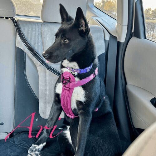 Rescue puppy named Ari learning puppy training skills using positive reinforcement during an in-home session in Phoenix Arizona
