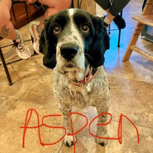 Senior Springer spaniel named Aspen receiving at-home live in pet care in Glendale Arizona