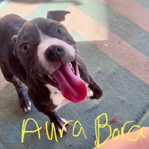 Grey pitbull puppy named Aura Bora is all smiles and having a blast during foster care