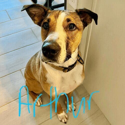 Large mixed breed dog named Arthur receiving pet sitting care in Glendale Arizona