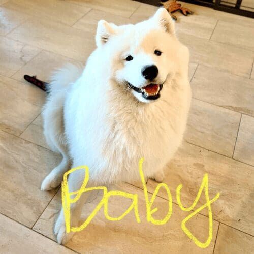 Samoyed puppy receiving care during a pet sitting visit in Glendale Arizona