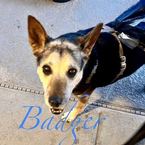 Senior German shepherd named Badger staying during a dog boarding visit in Glendale Arizona