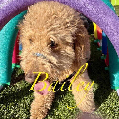Goldendoodle named Bailey participating in the confidence and agility class as a part of a group dog training class in Glendale Arizona
