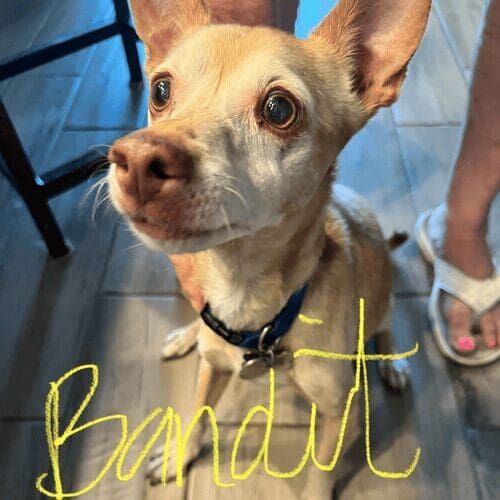 Senior small dog named Bandit receiving special needs pet sitting care in Peoria Arizona