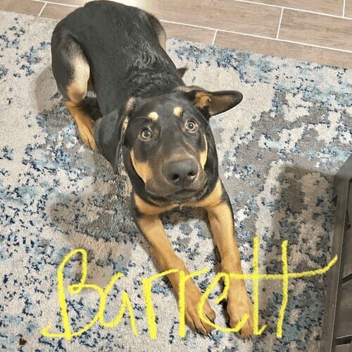 Shepherd mix puppy Barrett show he could not only master basic puppy training principles but also core basic obedience skills during in-home training in Peoria, AZ.