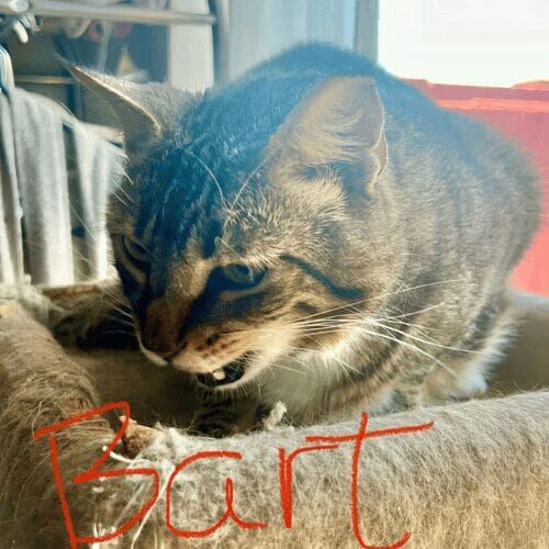 Domestic short-haired cat named Bart eating some treats during overnight during in-home pet sitting in Phoenix Arizona