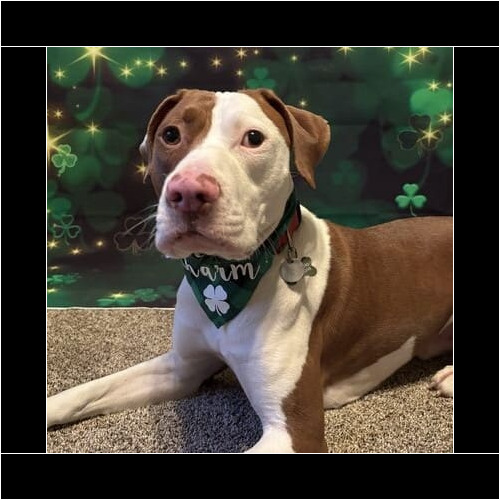 Dog participating in seasonal pet photoshoot in Glendale Arizona