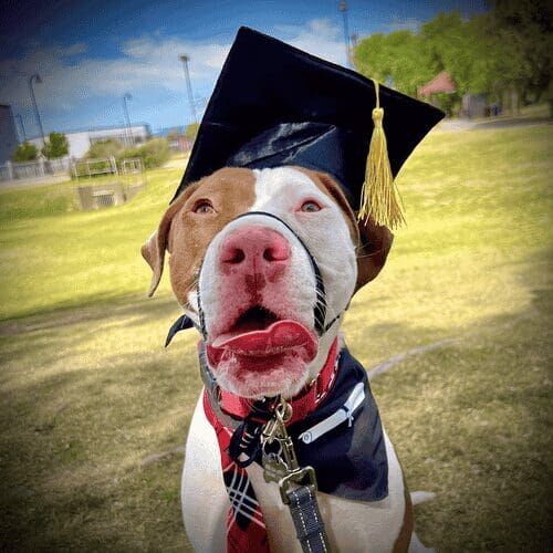 Bash the pitbull was happy to graduate from basic obedience dog training class with FurBabies & Friends in Glendale, AZ.