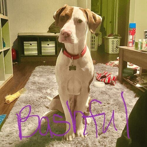 Rescue pitbull named Bashful participating in leash reactivity training using force-free methods in Phoenix Arizona