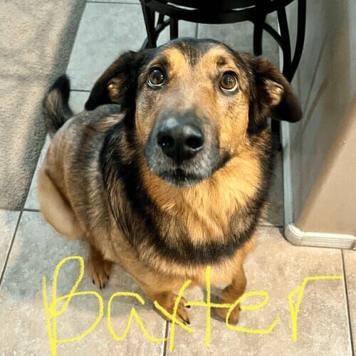 Shepherd mix named Baxter receiving in-home pet care in Peoria Arizona