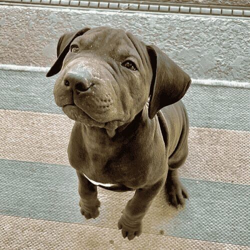 Black pitbull puppy named Bear jumping up for attention during foster care
