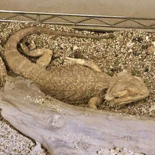 Bearded dragon during a pet sitting visit in Phoenix Arizona