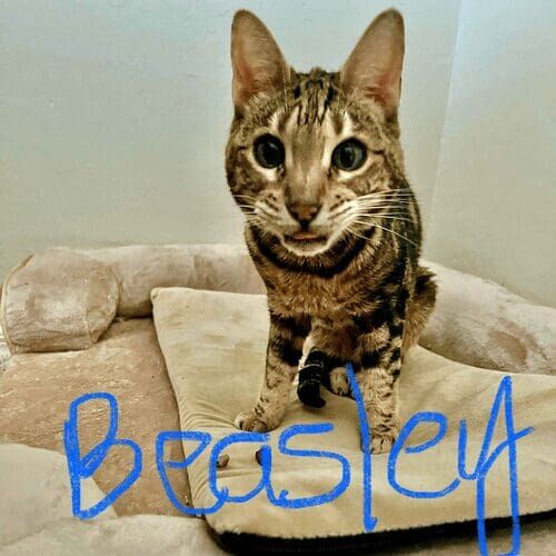 Cat named Beasley looking ready to play during a pet sitting visit in Phoenix Arizona