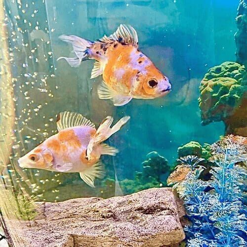Fish in a home aquarium during a pet sitting visit in Peoria Arizona