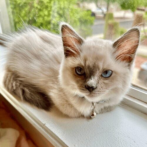 Kitten sitting in a window looking around during a pet sitting visit