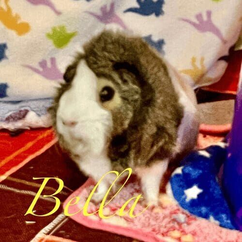 Guinea pig named Bella during a pet sitting visit in Peoria Arizona